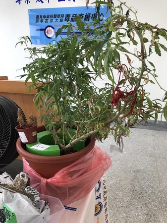 改裝古董車沒靈感　年輕黑手種大麻自己吸