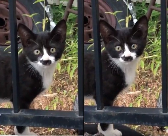 ▲貓咪鼻子上出現黑色小貓，是謂「鼻中喵」。（圖／翻攝自推特／TOKAITRICK_bot）