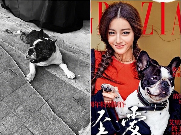 ▲鹿晗微博上PO的狗狗照片（左），被指疑似與迪麗熱巴拍雜誌時抱的是同一隻。（圖／翻攝自鹿晗微博、《騰訊娛樂》）