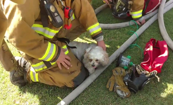 ▲消防員救醒火災受困狗。（圖／翻攝自Bakersfield Fire Department）