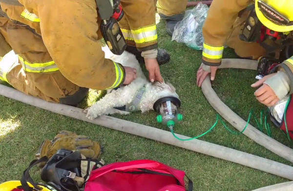 ▲消防員救醒火災受困狗。（圖／翻攝自Bakersfield Fire Department）
