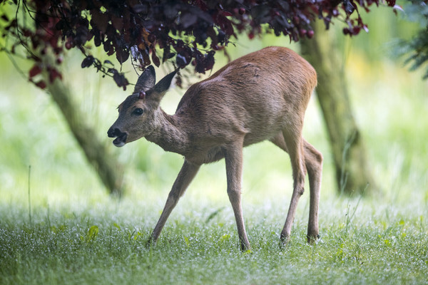 ▲動物,鹿,示意圖（圖／達志影像／美聯社）