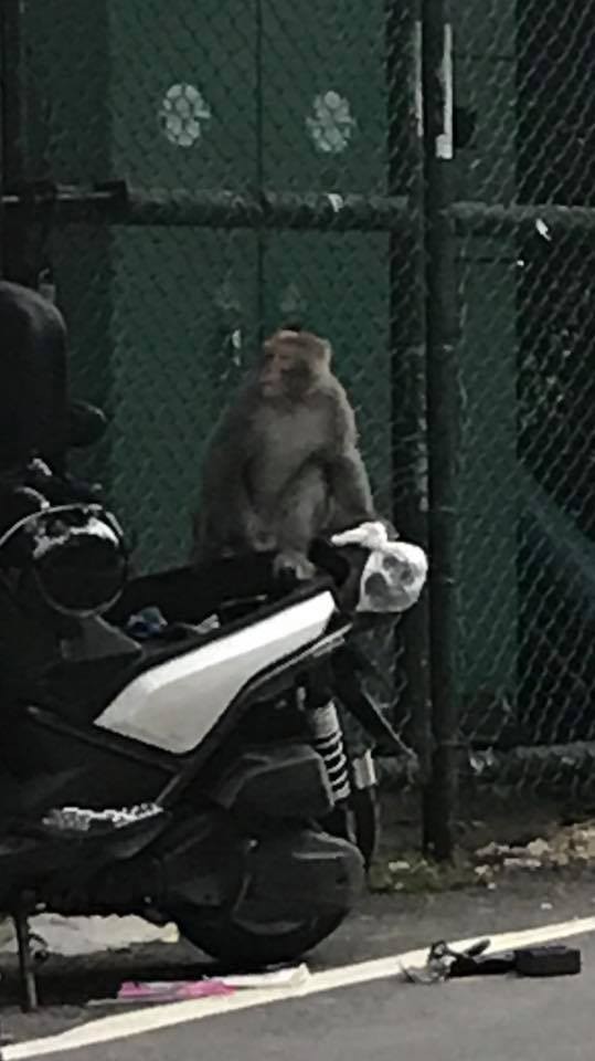 有網友直擊，高雄西子灣的獼猴翻找BWS的後車廂。（圖／翻攝「爆料公社」臉書社團）