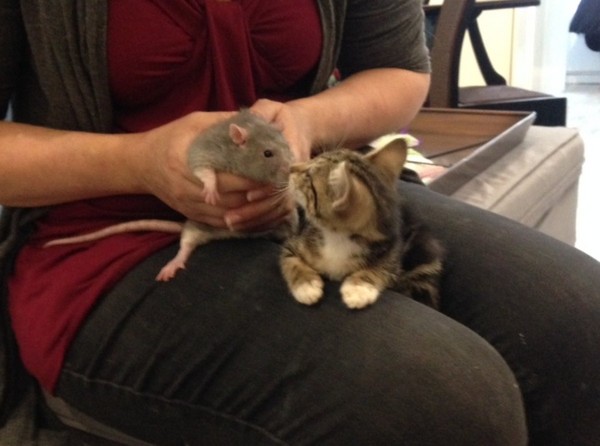 ▲貓咪咖啡廳 老鼠當保母。（圖／翻攝自Brooklyn Cat Cafe）