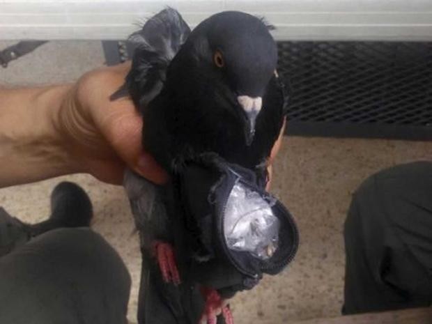 ▲▼哥斯大黎加毒梟利用鴿子運毒。（圖／翻攝自外網，independent）