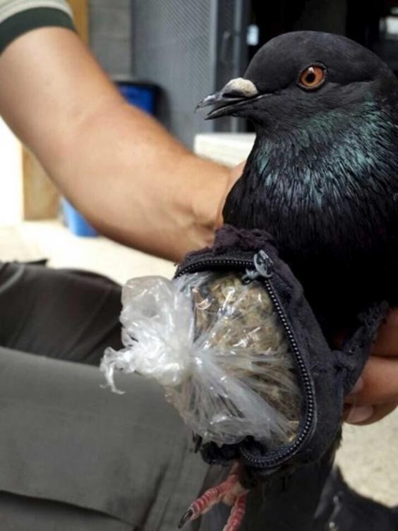 ▲▼哥斯大黎加毒梟利用鴿子運毒。（圖／翻攝自外網，independent）