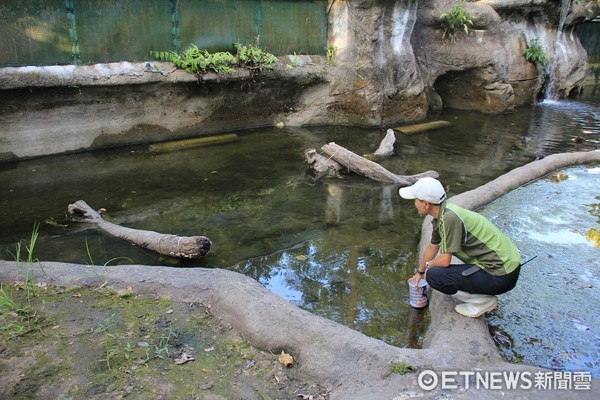 ▲馬來長吻鱷。（圖／台北市立動物園提供）