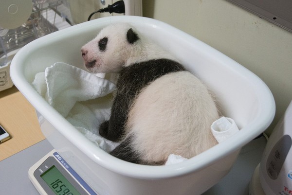東京上野動物園的熊貓寶寶。（圖／翻攝自TokyoZooNet推特。）