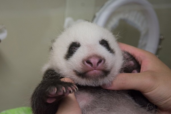 東京上野動物園的熊貓寶寶。（圖／翻攝自TokyoZooNet推特。）
