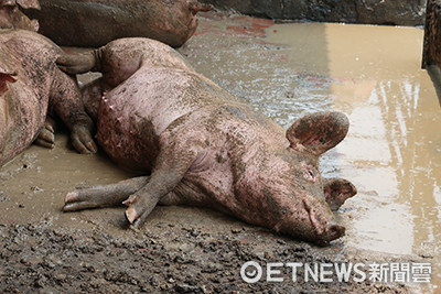 ▲台糖四林繁殖場豬隻缺水情況。（圖／台灣動物社會研究會）