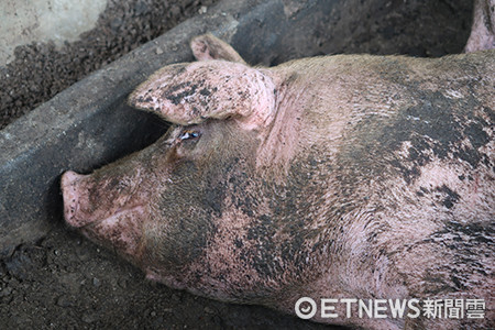 ▲台糖四林繁殖場豬隻缺水情況。（圖／台灣動物社會研究會）