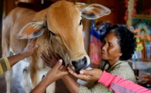 ▲74歲的老婦人相當愛護5個月大的「牛老公」。（圖／翻攝自臉書／Paulo Santos）