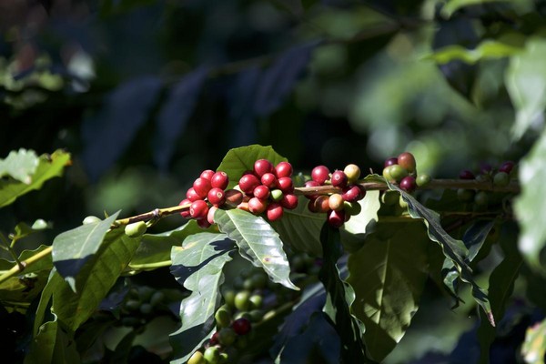 南投國姓鄉美麗的咖啡櫻桃正在轉色中。（董鼎禾提供）