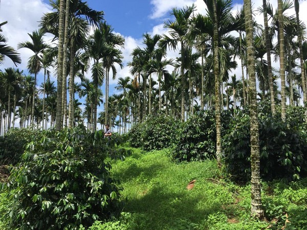 檳榔樹下種咖啡是董鼎禾致力推廣的栽種方式。（董鼎禾提供）