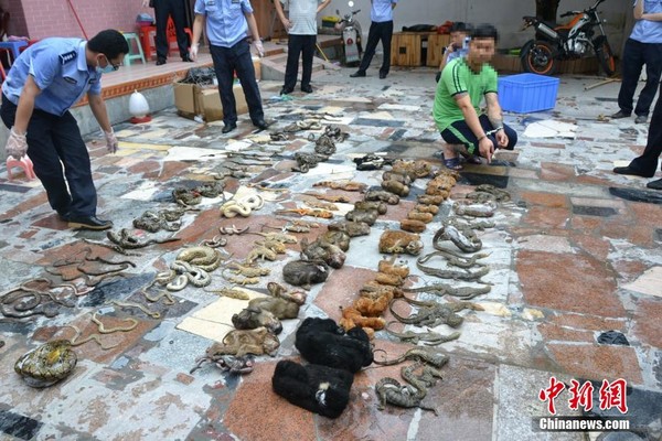 廣東警方「森網2017」行動，收繳總價3千萬元的野生動物一萬多隻。（圖／翻攝自中新網）
