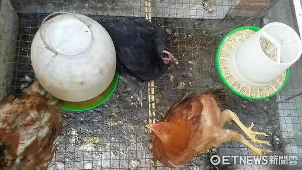 莊姓居民飼養的雞隻迭遭野犬咬斃，始以豬肉沾老鼠藥置於雞隻活動周遭保護，並在明顯處所張貼公告示警。（圖／台東縣警察局提供）