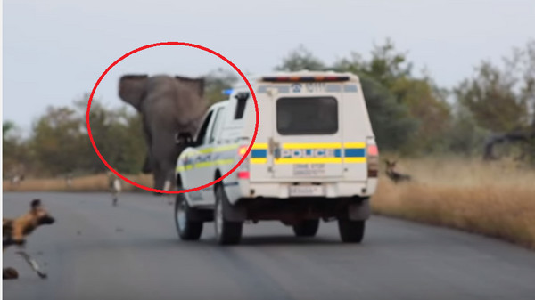 ▲▼大象突然從草原裡衝出，嚇壞遊客。（圖／翻攝自Kruger Sightings Youtube）