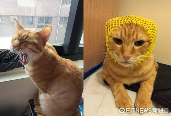 ▲貓奴收集一年的毛，做出專屬貓尖帽。（圖／網友Jessica Chen提供，請勿隨意翻拍，以免侵權。）
