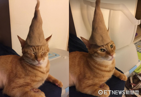▲貓奴收集一年的毛，做出專屬貓尖帽。（圖／網友Jessica Chen提供，請勿隨意翻拍，以免侵權。）