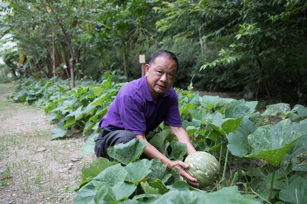 自家種植蔬果位在民宿旁，遊客可前往觀賞。