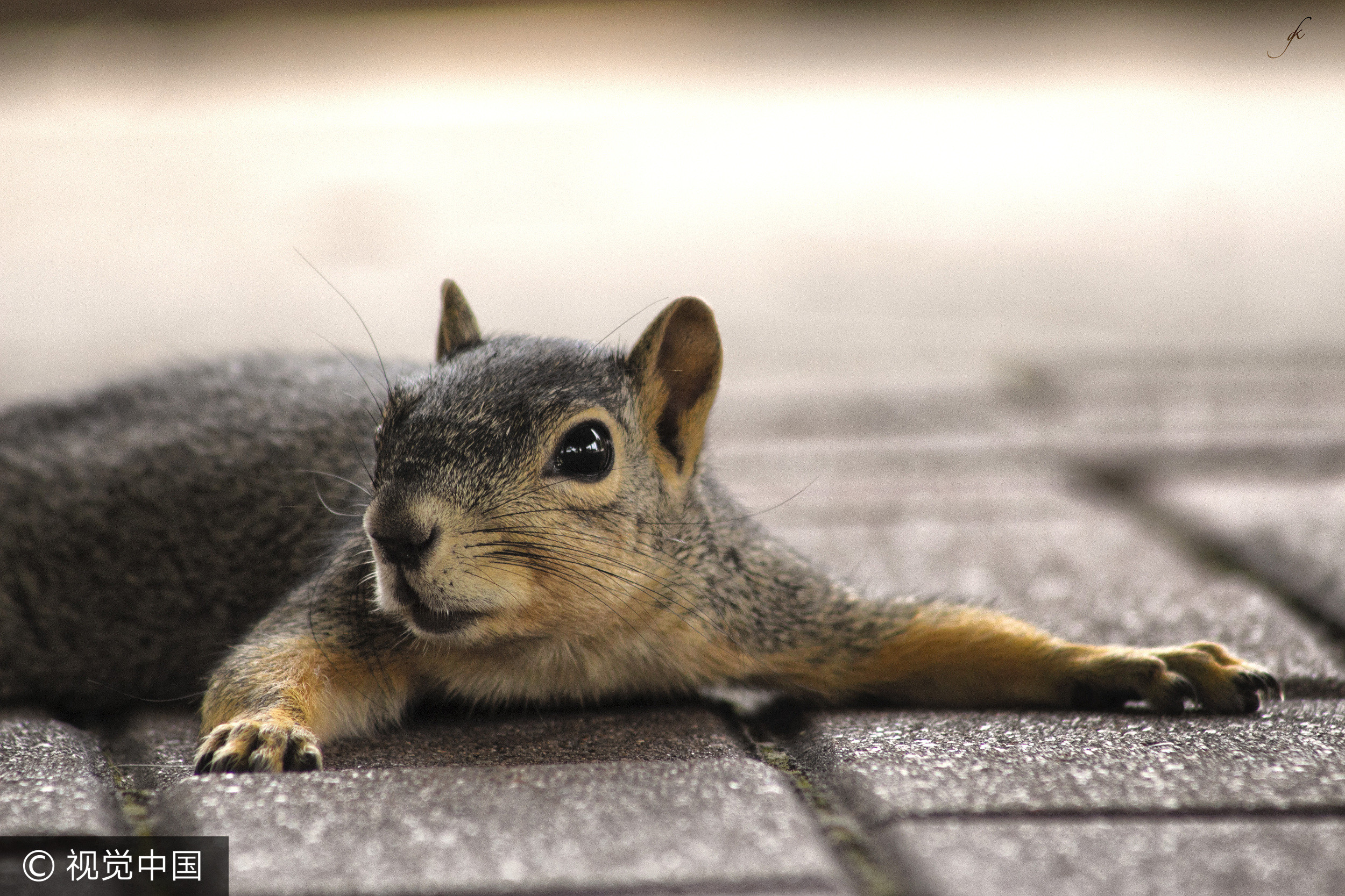 ▲暴走松鼠攻擊人類！5人逛公園被咬傷「狂犬病搞瘋牠了」。（圖／視覺中國）