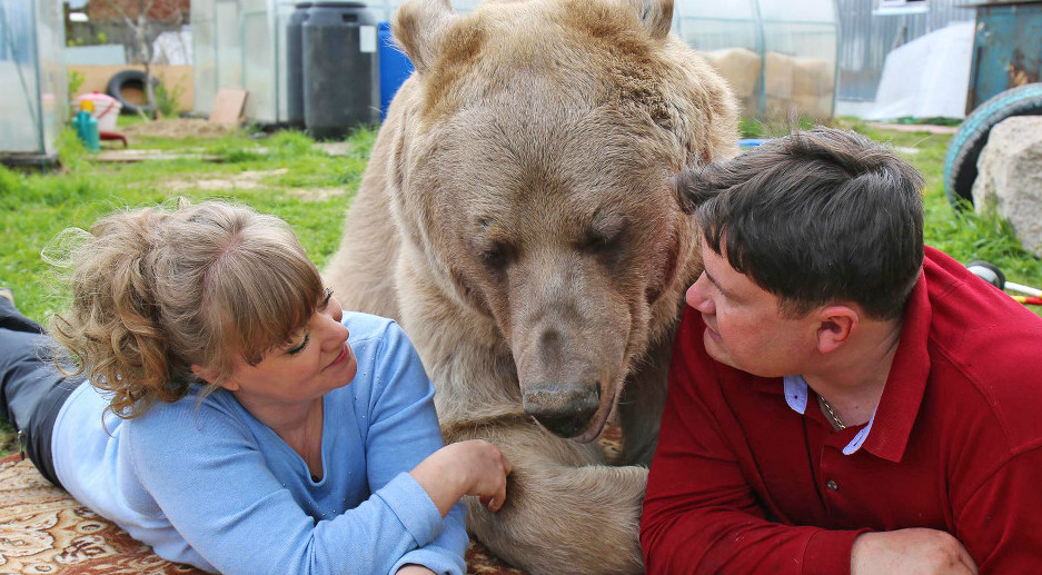 狂！350公斤熊當家人　精通「熊語言」戰鬥民族：天天陪吃飯（翻攝自B.C.&Lowy）