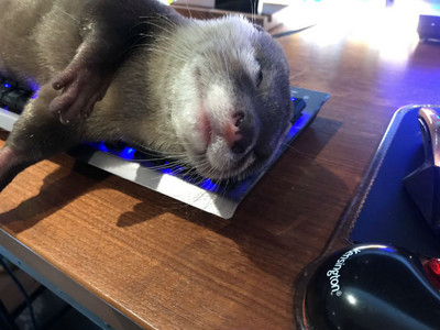懶懶小水獺霸占電腦鍵盤睡超香　主人崩潰：讓我工作啊！