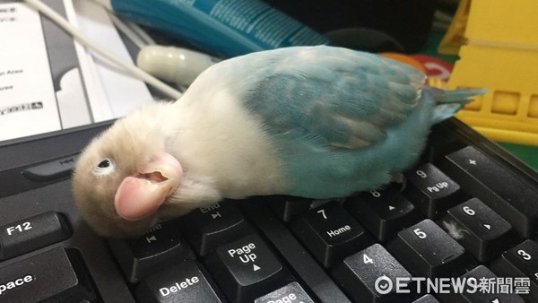 ▲藍牡丹「鍵盤抓癢」好舒服！　忘情張嘴「哦～」定格嚇壞媽。（圖／網友張祐甄提供）.