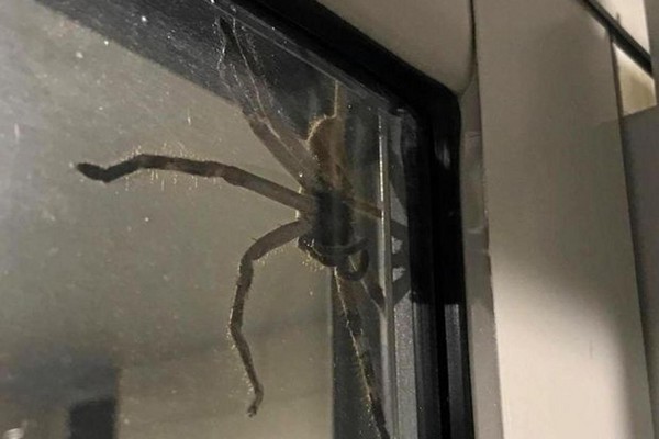 家中發現巨型蜘蛛「阿辣哥」　超長八爪「比盤子還大」。（圖／翻攝自臉書）