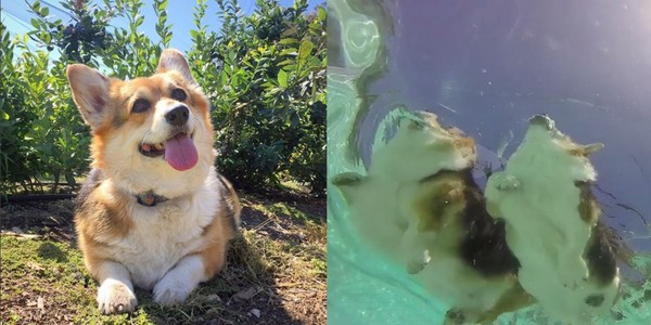 ▲▼兩條「吐司」在水面漂浮？　喔！原來是柯基在努力游泳。（圖／取自Instagram corgi_zero）