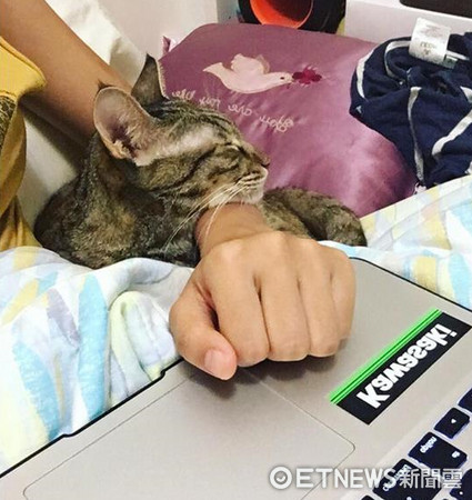 貓咪「木蘭」霸佔筆電。（圖／網友陳妤蘋提供，請勿隨意翻拍，以免侵權。）