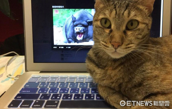 貓咪「木蘭」霸佔筆電。（圖／網友陳妤蘋提供，請勿隨意翻拍，以免侵權。）