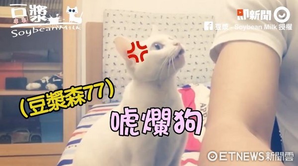 ▲說好的點心哩？奴才顧玩電腦　豆漿「暴力討食」：本宮餓了！。（圖／即新聞）