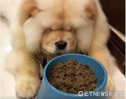 ▲碗好高噢！懶鬆獅死不站起來吃飯　網笑：牠眼睛有張開嗎？。（圖／網友潘緣提供）