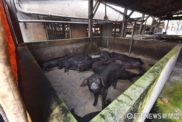 ▲祥興畜牧場所飼養黑豬品質優良供不應求。（圖／桃園市政府提供）