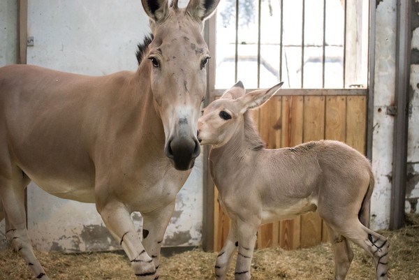 ▲▼非洲野驢寶寶。（圖／台北市立動物園提供）