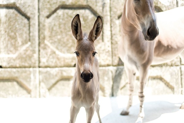 ▲▼非洲野驢寶寶。（圖／台北市立動物園提供）