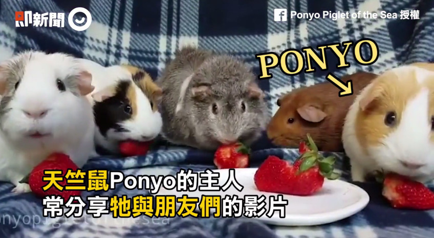 ▲▼網紅天竺鼠「Ponyo」和朋友搶食物。（圖／翻攝自即新聞）