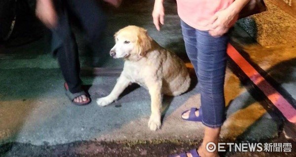 31公斤黃金獵犬遭撞癱坐地　所長深夜抱牠上警車就醫（圖／記者謝孟儒翻攝）