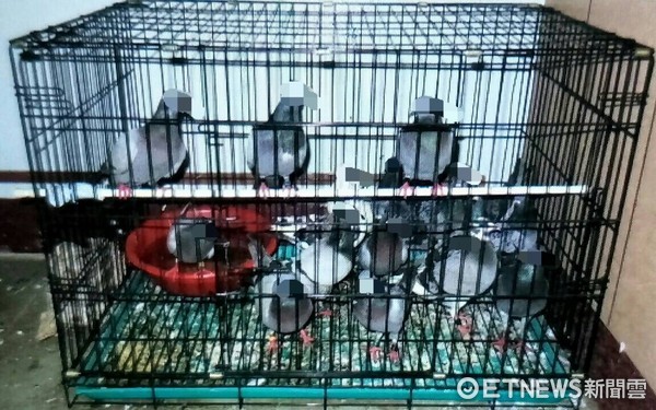 ▲瑞芳警會同刑大偵八隊破獲擄鴿集團，救回17隻鴿子。（圖／記者林煒傑翻攝）