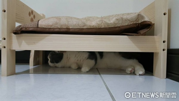 ▲新床組好囉！貓貓開心「硬擠下鋪」　原來這才是正確睡法…。（圖／網友羅品蓁提供）