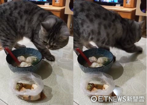 貓咪對對正幫忙媽媽的飯撥砂。（圖／網友王苡安提供。）