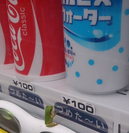 ▲小青蛙賴在販賣機上面，像在猶豫要喝哪罐。（圖／翻攝自推特／ぬかづけ@zetubouog3）