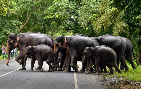 ▲▼印度卡齊蘭加國家公園大象過馬路。（圖／路透社）
