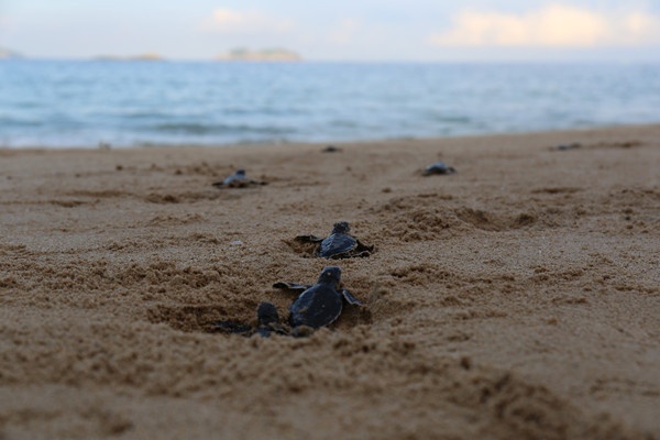 ▲▼孵化出來的小海龜。（圖／翻攝自廣東海洋與漁業廳官網）