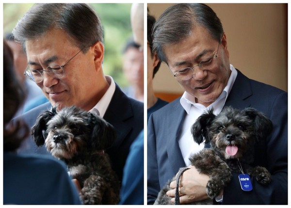 ▲▼南韓總統文在寅將黑色米克斯小公狗「托里」帶回青瓦台。（組合圖／翻攝自青瓦台官方網站和推特）