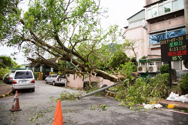 ▲▼尼莎颱風,樹倒,樹倒壓車,颱風災後。（圖／記者季相儒攝）