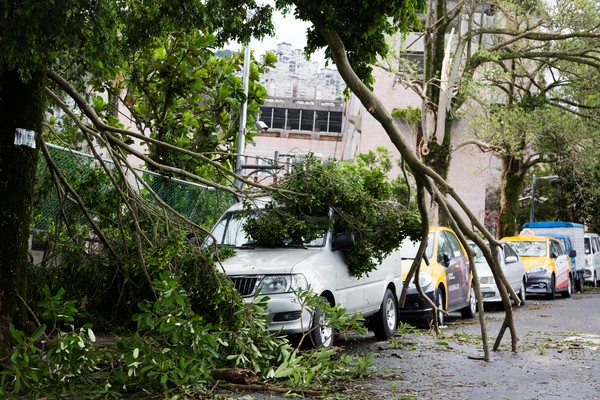 ▲▼尼莎颱風,樹倒,樹倒壓車,颱風災後。（圖／記者季相儒攝）