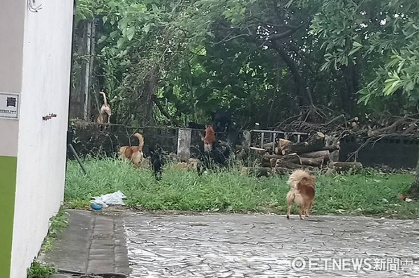 ▲擔心校狗怕颱風...早起餵飯　結果發現牠找朋友來開趴XD。（圖／網友Vanessa Lin授權提供）