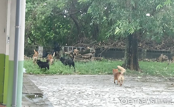 ▲擔心校狗怕颱風...早起餵飯　結果發現牠找朋友來開趴XD。（圖／網友Vanessa Lin授權提供）